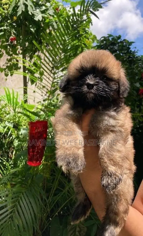 Shih Tzu Puppy