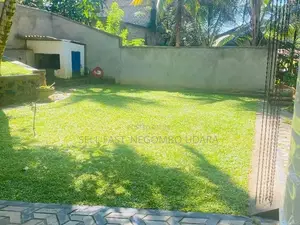 Australian and Malaysian Grass for Sale
