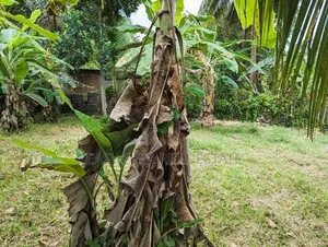 නිට්ටඹුව පින්නගොල්ලෙන් ඉඩමක්