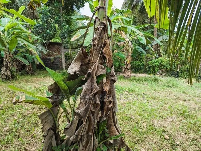 නිට්ටඹුව පින්නගොල්ලෙන් ඉඩමක්