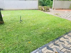 Australian and Malaysian Grass for Sale