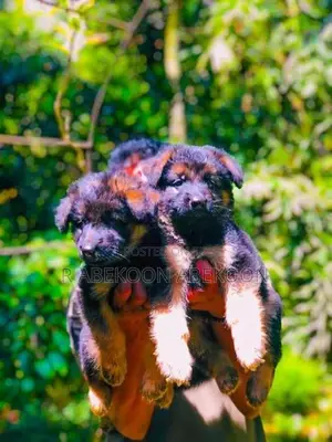 German Shepherd Puppies