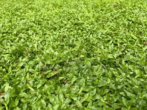 Australian and Malaysian Grass for Sale