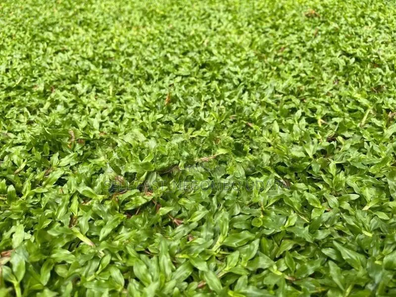 Australian and Malaysian Grass for Sale