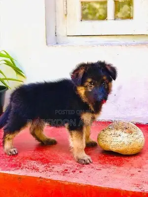 German Shepherd Puppies