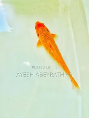 Akamatsuba Koi Fish