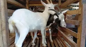 Goat Sannan