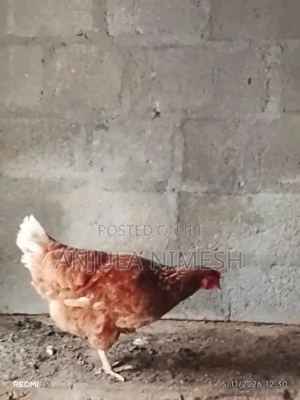 RIR කිකිළියන්