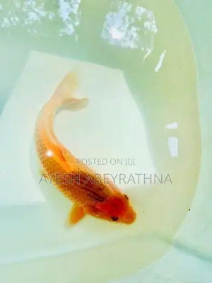 Akamatsuba Koi Fish