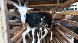 Goat Sannan