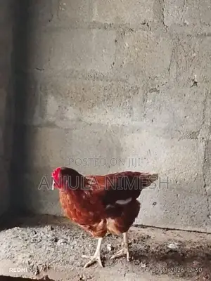 RIR කිකිළියන්