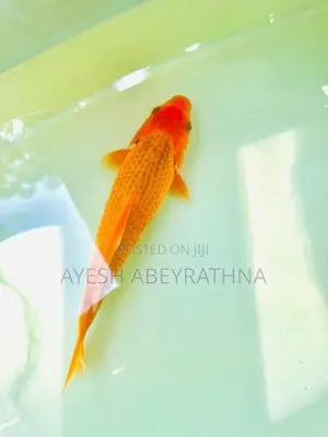 Akamatsuba Koi Fish