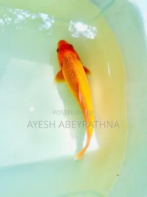 Akamatsuba Koi Fish