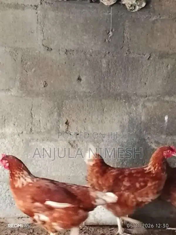 RIR කිකිළියන්