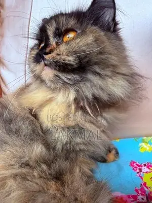 Persian Cat