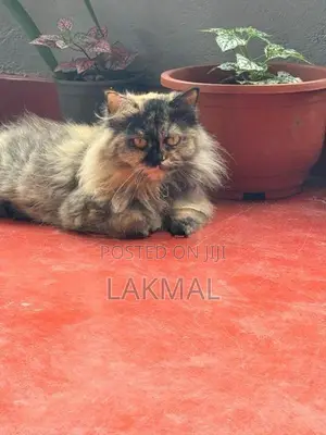 Persian Cat