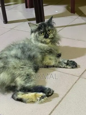 Persian Cat