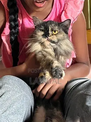 Persian Cat