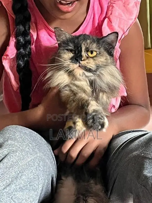 Persian Cat