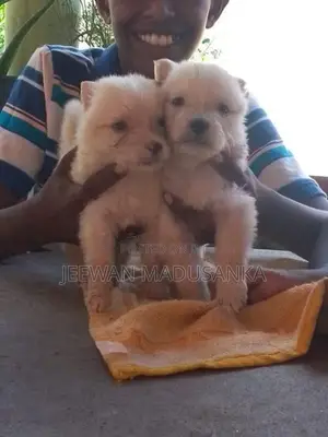 Pomeranian Puppies
