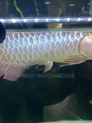 Bluebase Golden Arowana