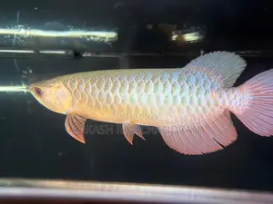 Bluebase Golden Arowana