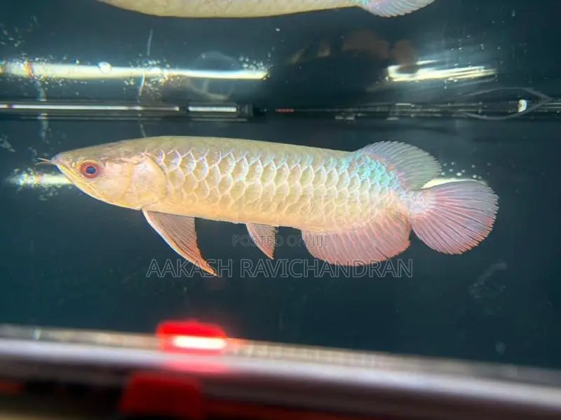 Bluebase Golden Arowana
