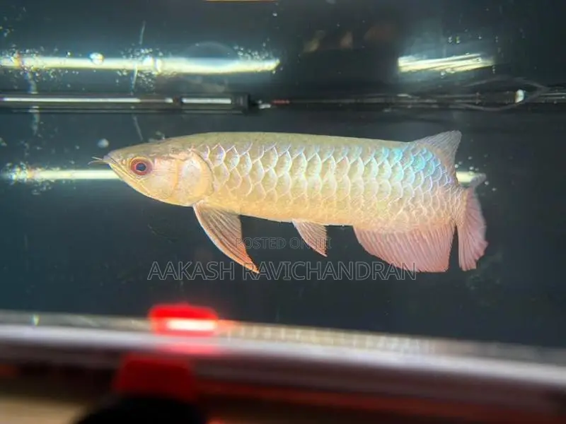 Bluebase Golden Arowana