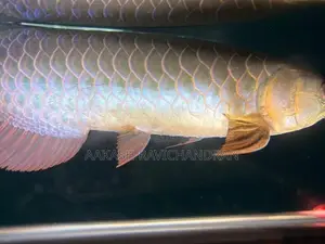 Bluebase Golden Arowana