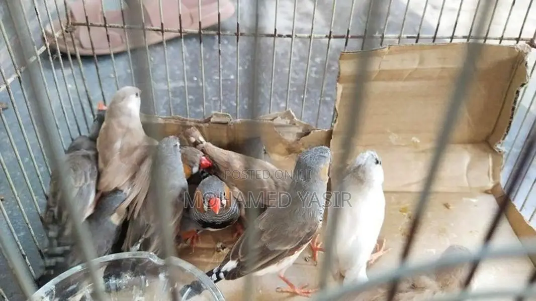 Finch Birds