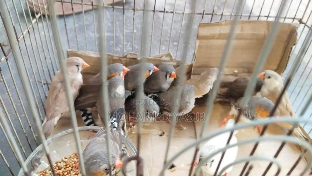 Finch Birds
