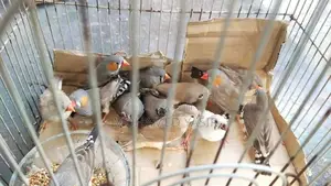 Finch Birds