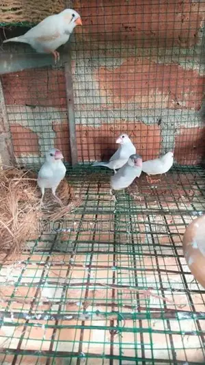Finch Birds