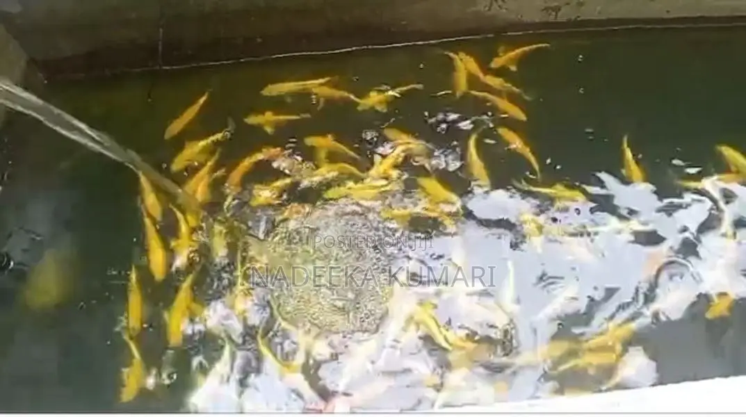 SL Koi Fish