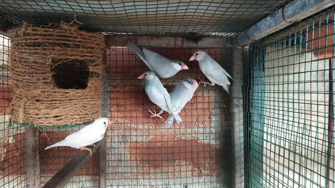 Java Birds