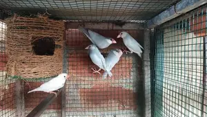 Java Birds