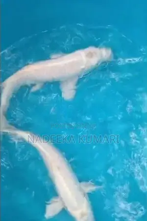 SL Koi Fish