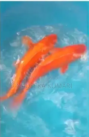 SL Koi Fish