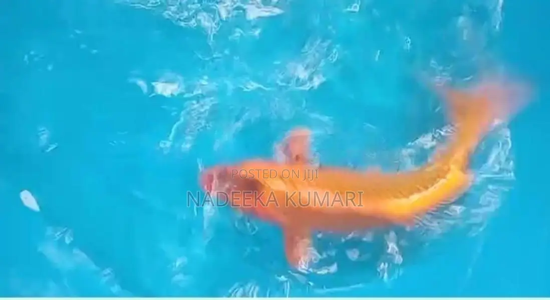 SL Koi Fish