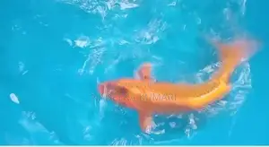 SL Koi Fish