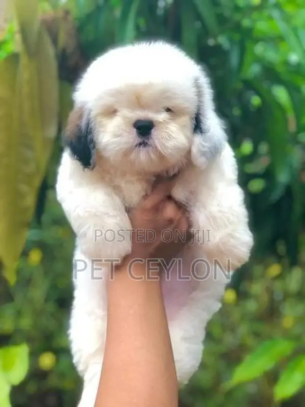 Shitzhu Puppies