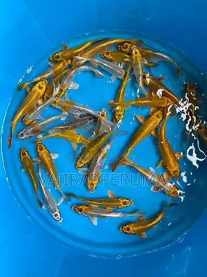 Matsuba Koi Carp