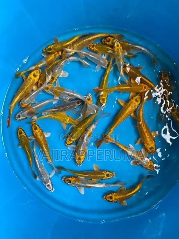 Matsuba Koi Carp