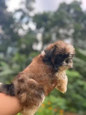 Shitzhu Puppies