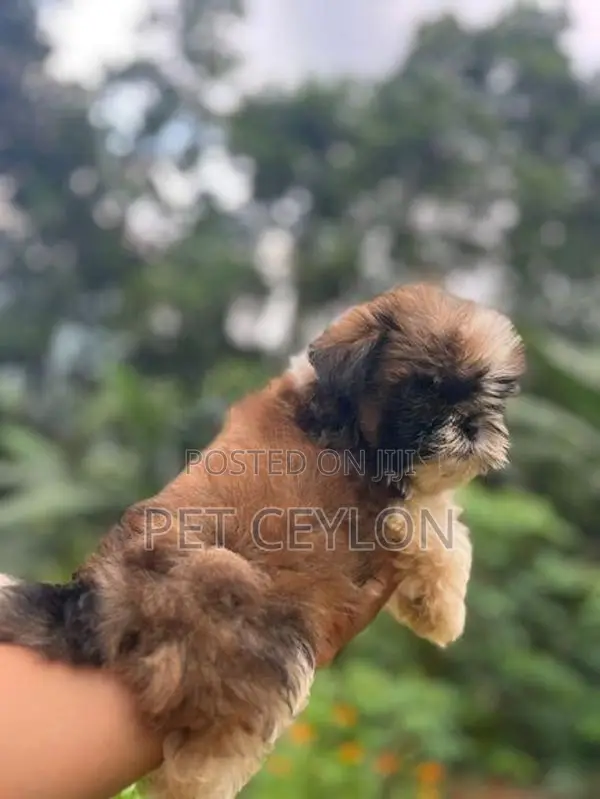 Shitzhu Puppies
