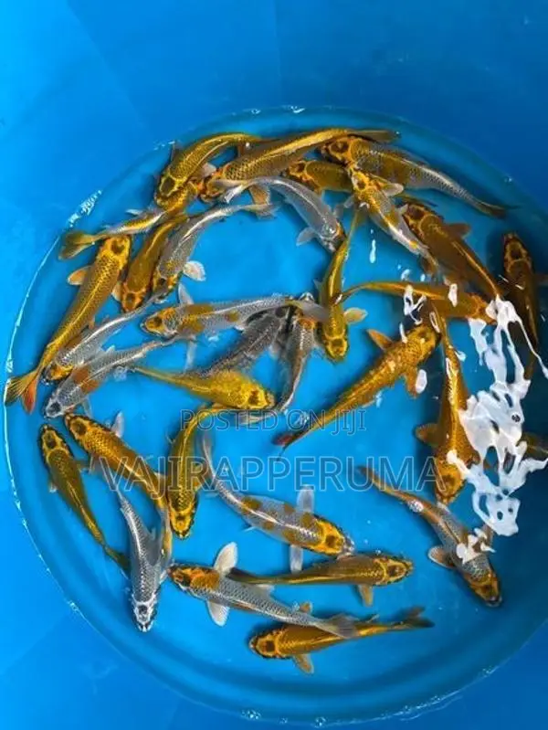 Matsuba Koi Carp