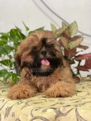 Shitzhu Puppies
