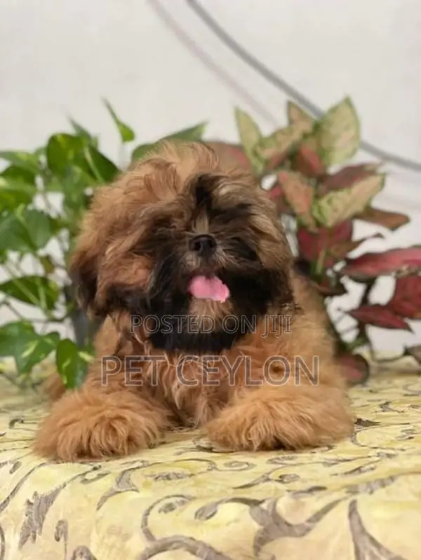 Shitzhu Puppies