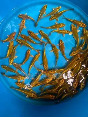 Matsuba Koi Carp