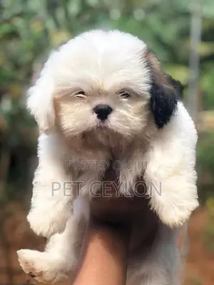 Shitzhu Puppies